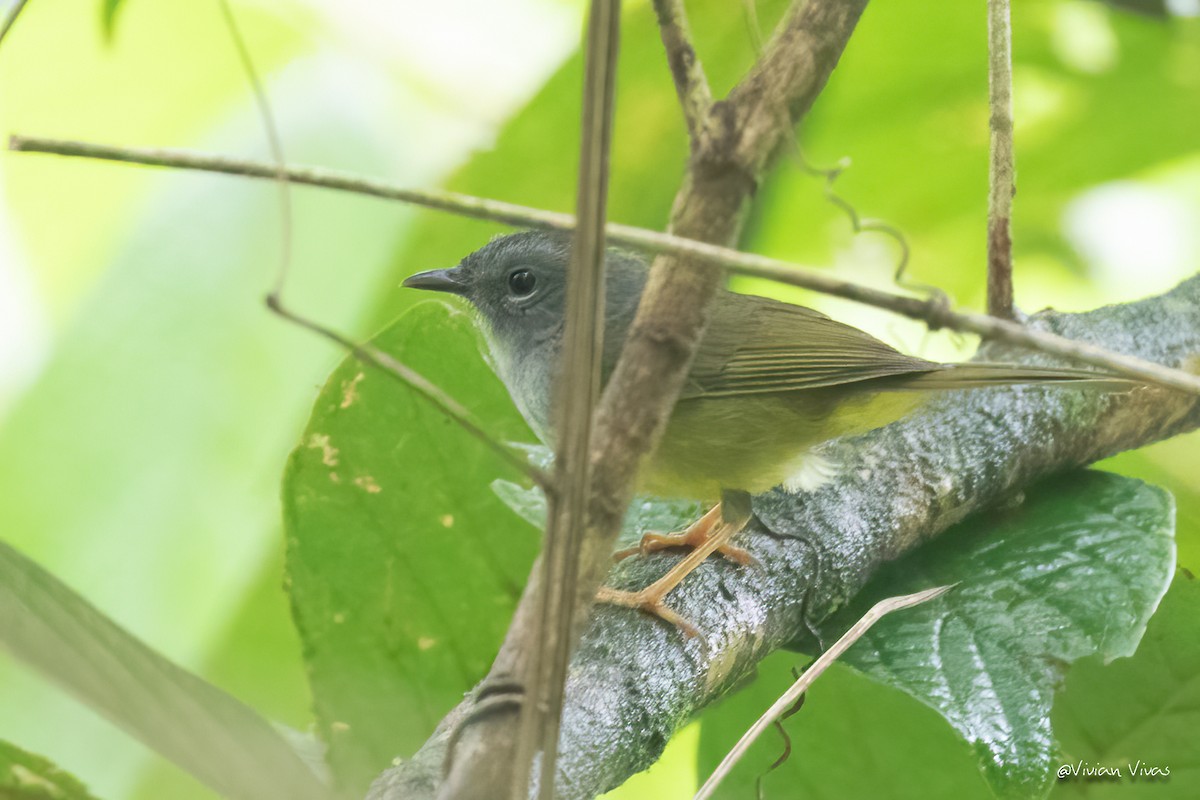 Gray-throated Warbler - ML337474231