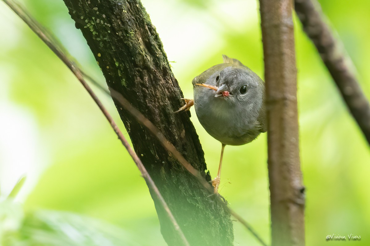 Gray-throated Warbler - ML337474331