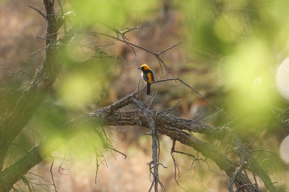Hooded Oriole - Evan Buechley
