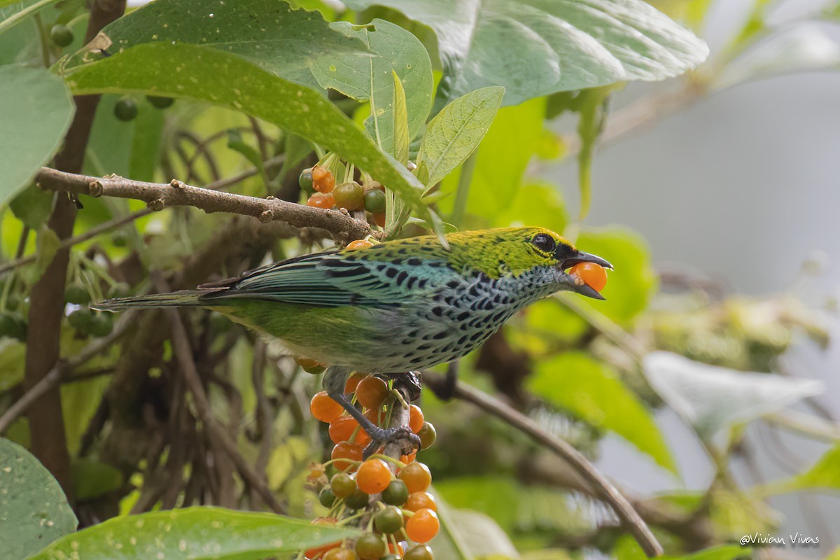 Speckled Tanager - ML337476331