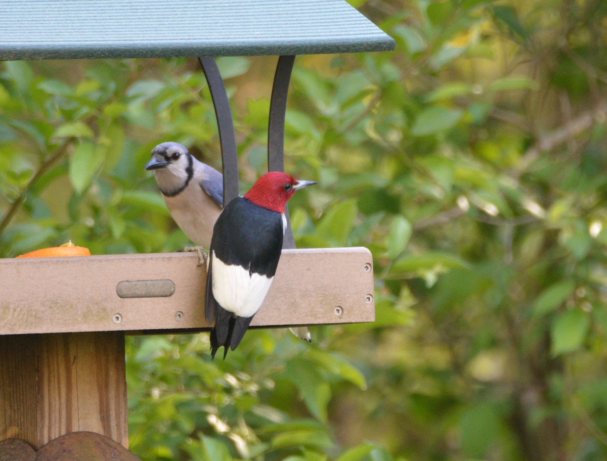 Red-headed Woodpecker - ML337479161