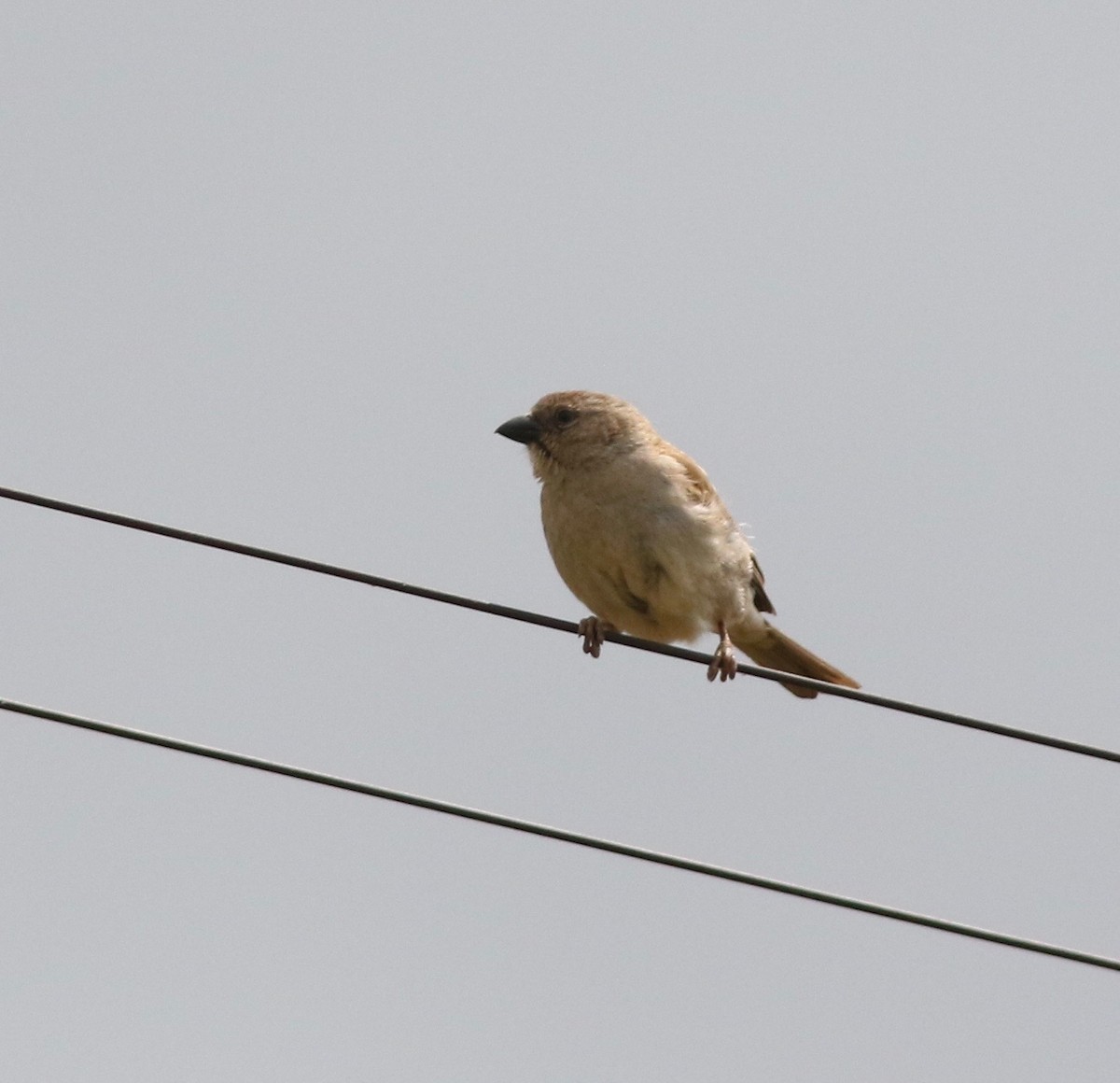 Southern Gray-headed Sparrow - ML337480591