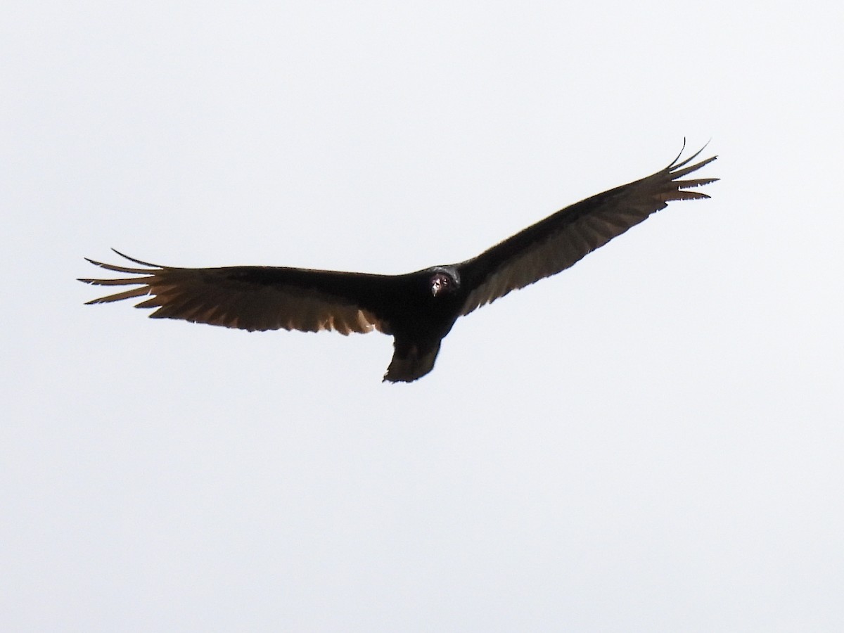 Turkey Vulture - Cathy Wennerth