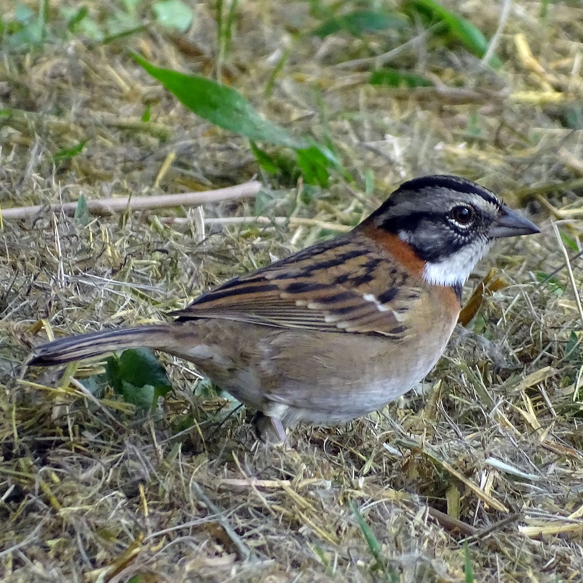Rufous-collared Sparrow - Horacio Alberto Garcia