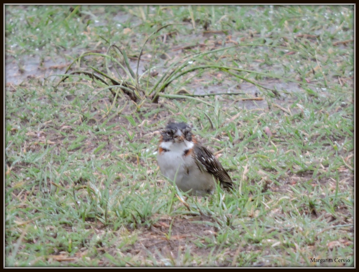 Rufous-collared Sparrow - ML337489791