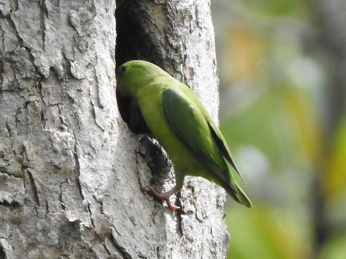 Yeşil Sokumlu Serçe Papağanı - ML337491231