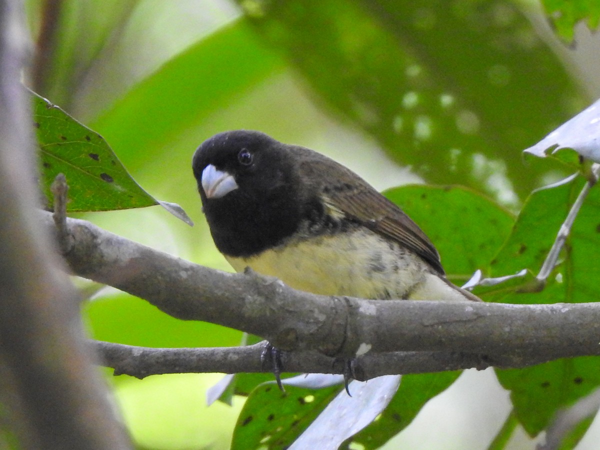 Yellow-bellied Seedeater - ML337491581