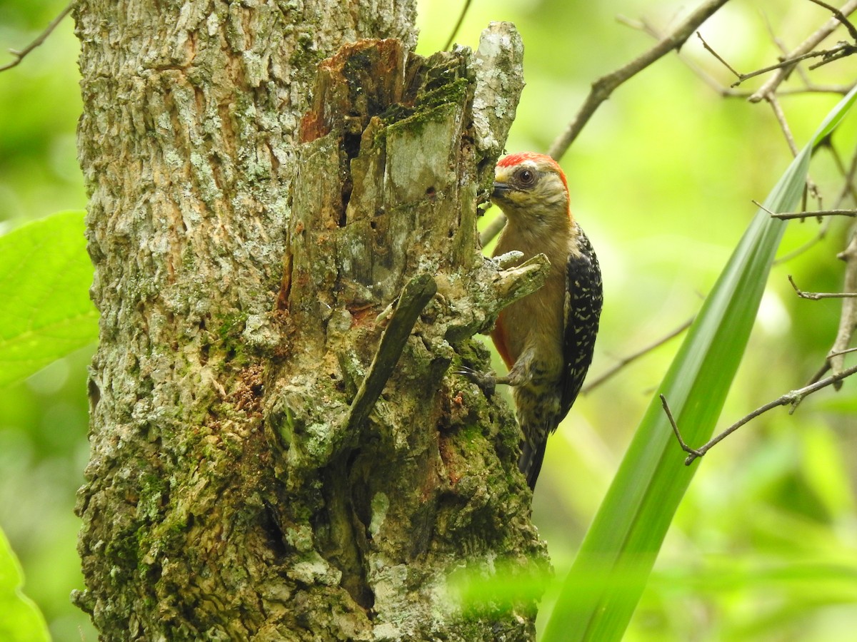 Red-crowned Woodpecker - Wilson Ortega