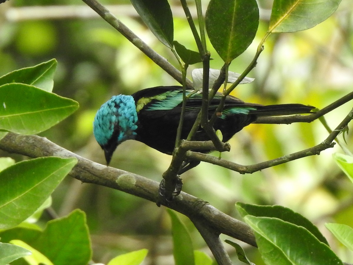 Blue-necked Tanager - ML337493561