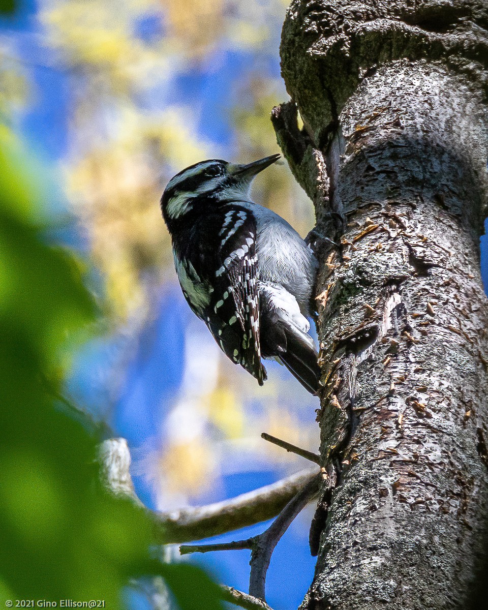 Hairy Woodpecker (Eastern) - Gino Ellison