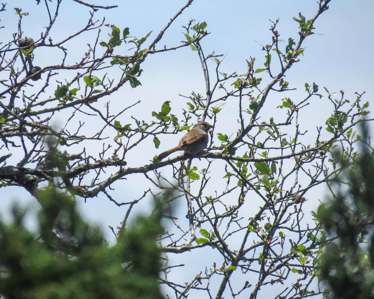 Rufous-crowned Sparrow - Chris Meriwether