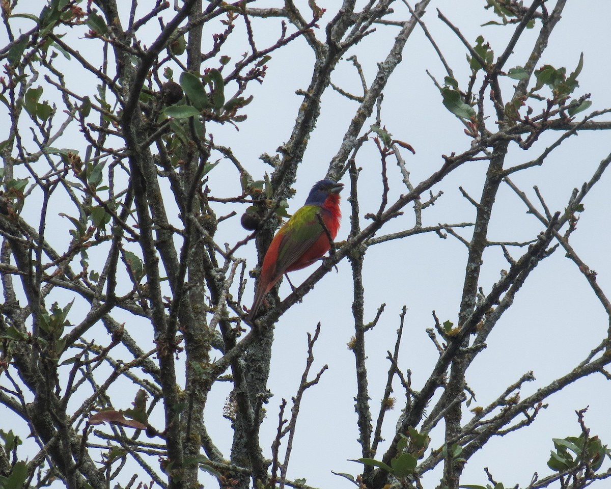 Painted Bunting - ML337506861