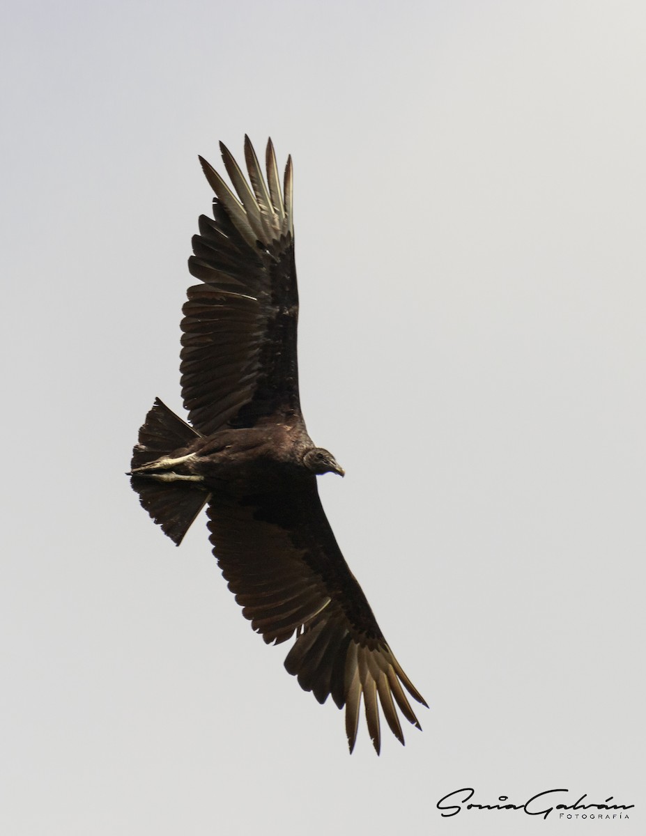 Black Vulture - Sonia Galván
