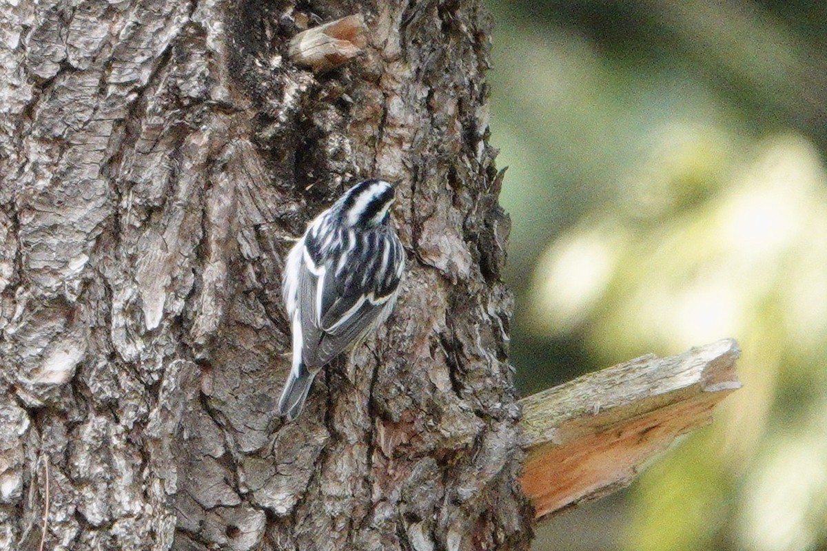 Black-and-white Warbler - ML337520871