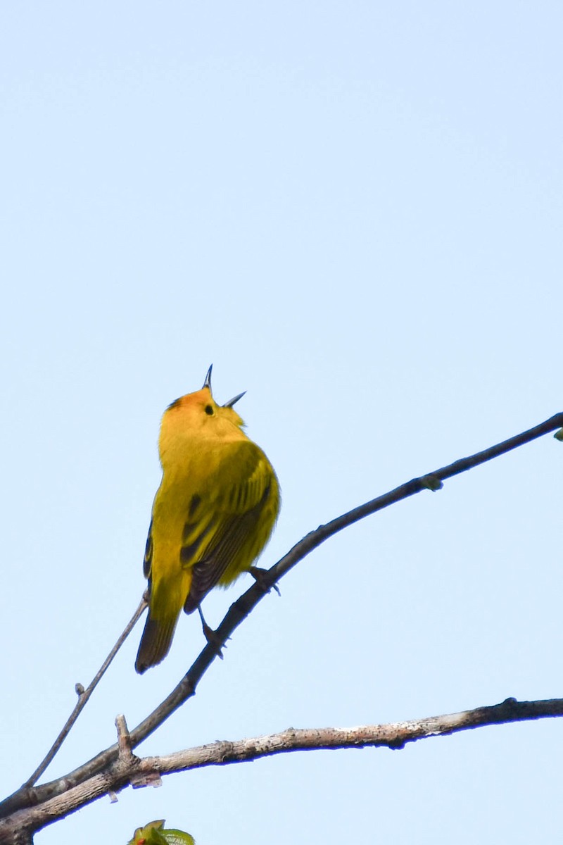 Yellow Warbler - ML337526711