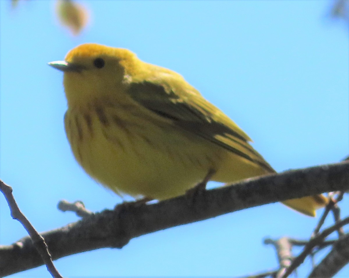 Yellow Warbler - David English
