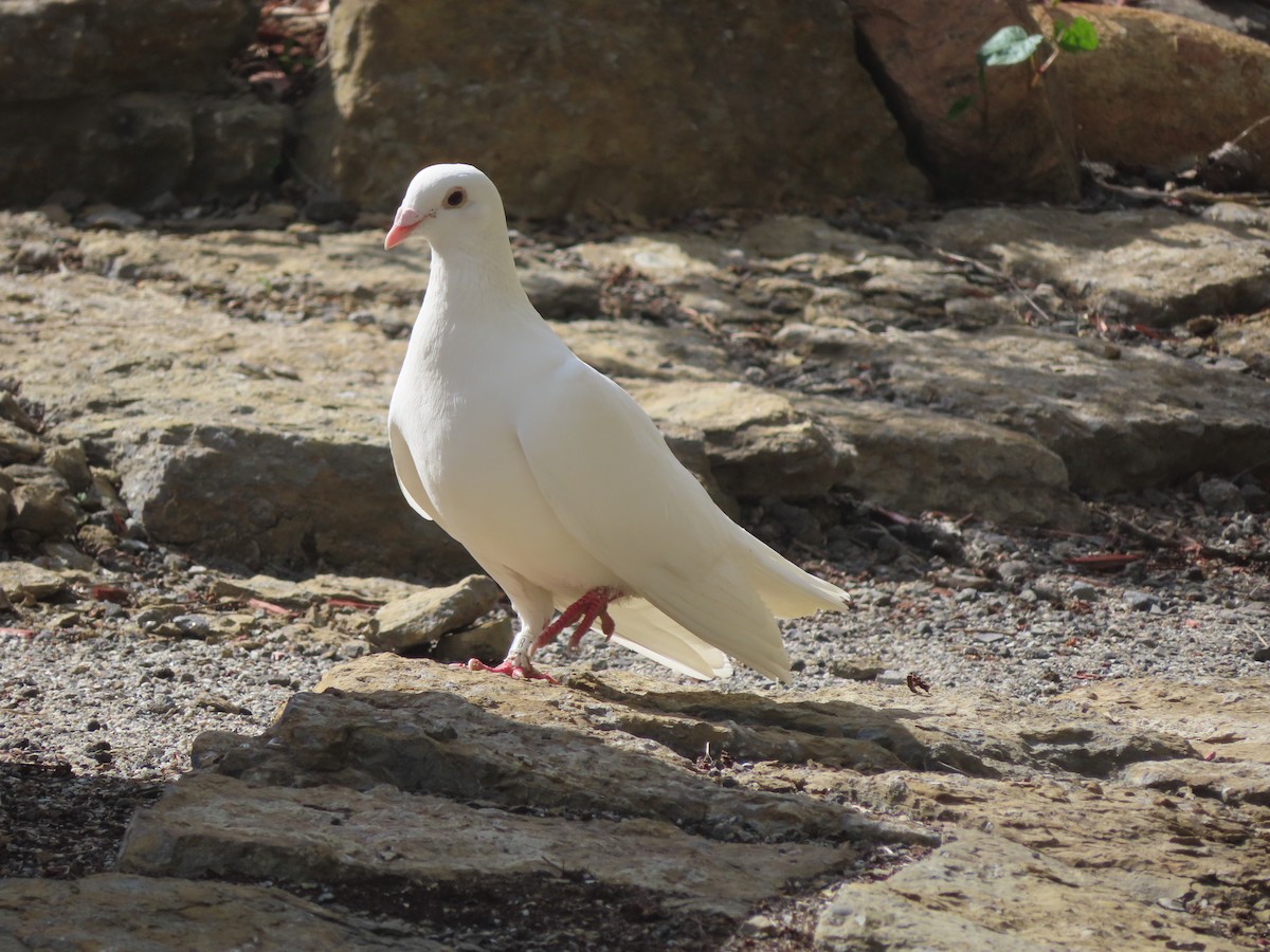 Rock Pigeon (Feral Pigeon) - ML337535981