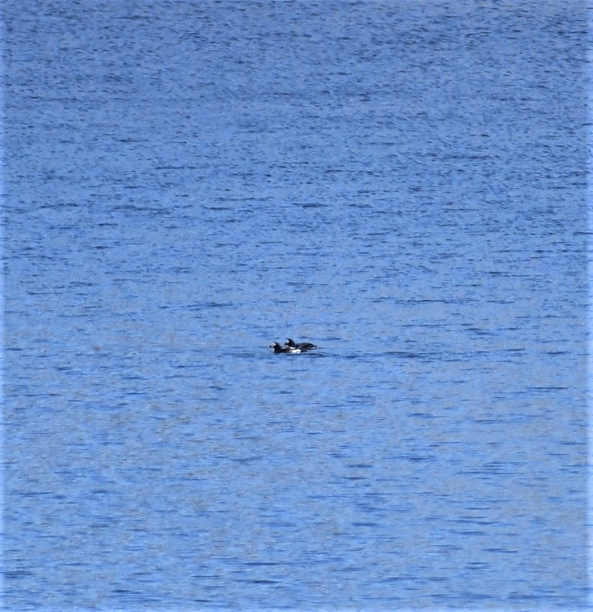 Long-tailed Duck - ML337540421