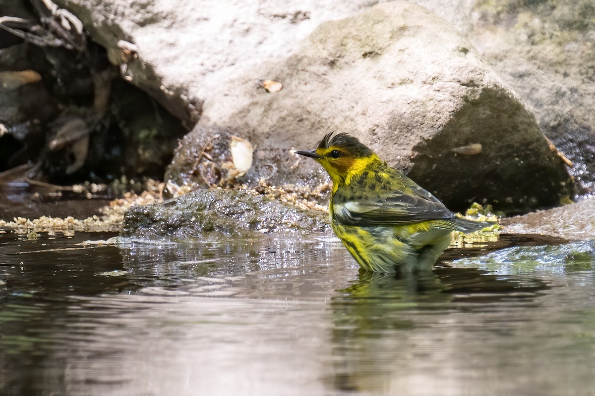 Cape May Warbler - ML337545661