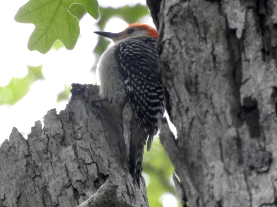 Red-bellied Woodpecker - Alan Pollard