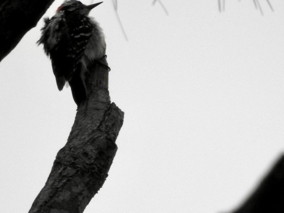 Hairy Woodpecker - Alan Pollard