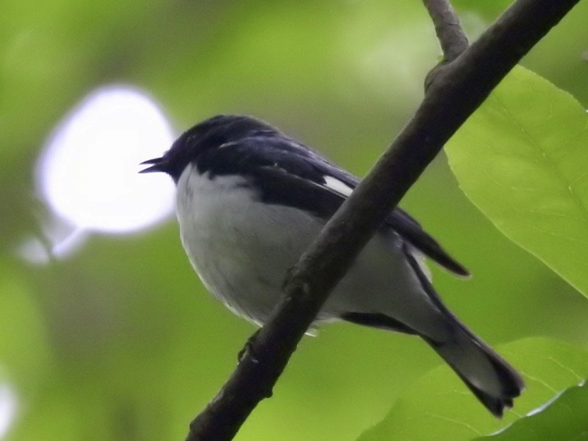 Black-throated Blue Warbler - Alan Pollard