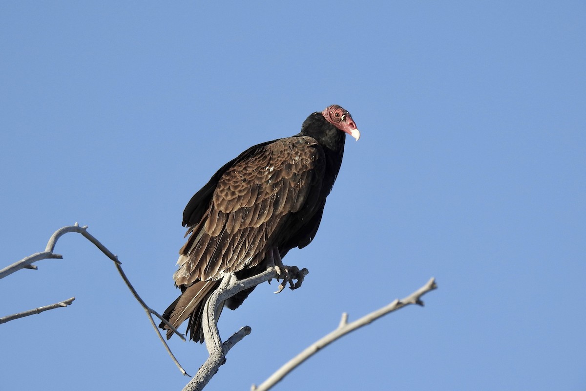 Turkey Vulture - Nancy Clogston