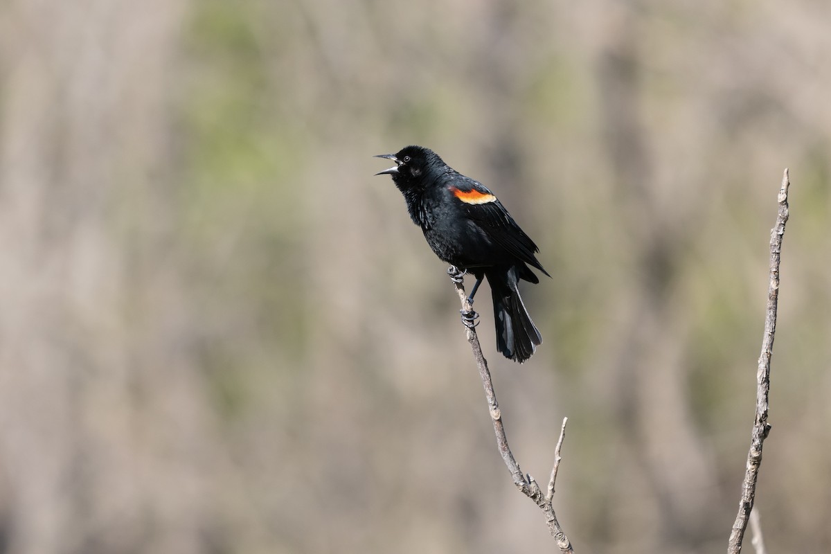 Red-winged Blackbird - Tim Emmerzaal