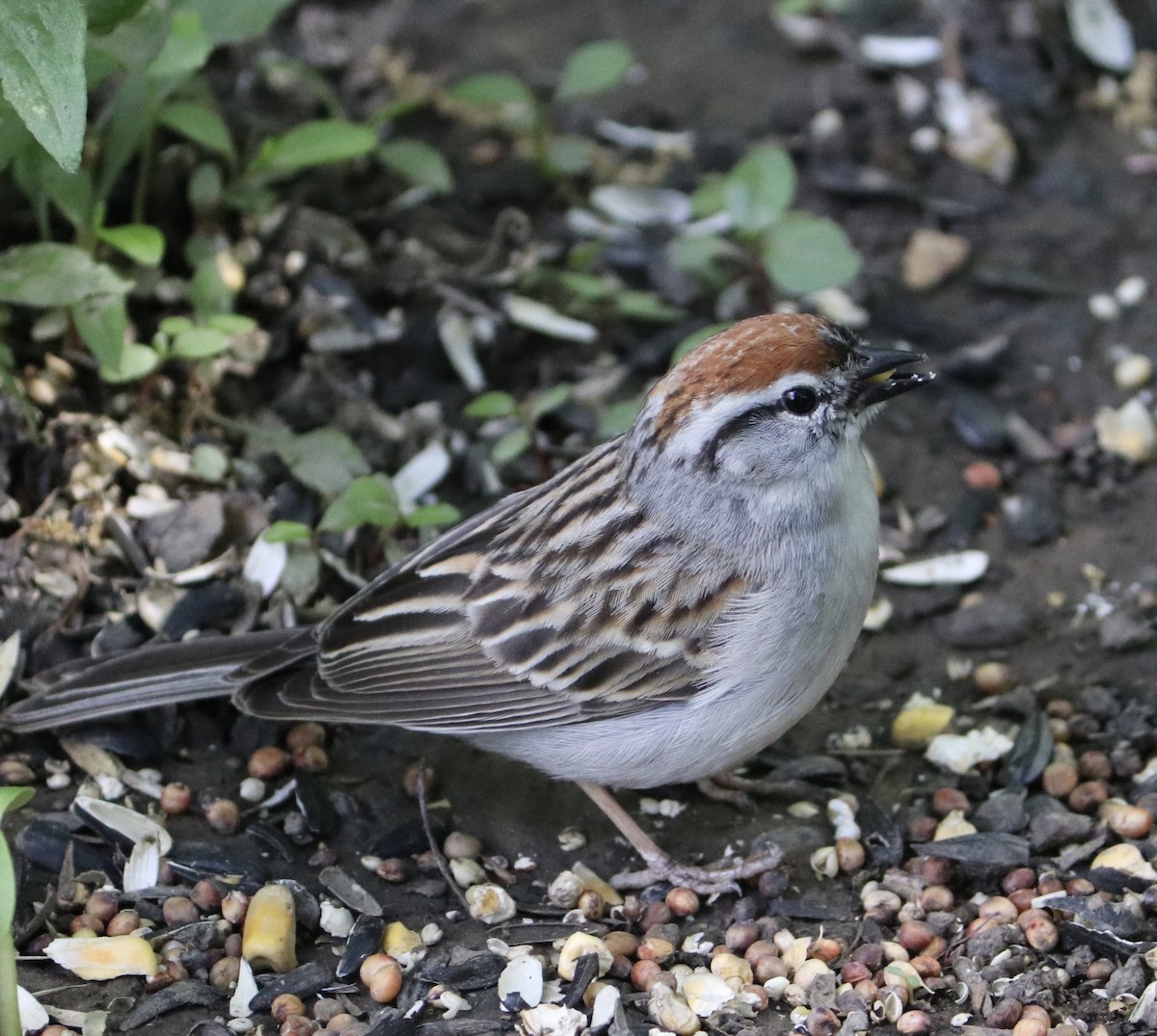 Chipping Sparrow - ML337554351