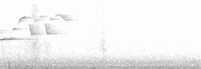 Troglodyte des forêts - ML337561421