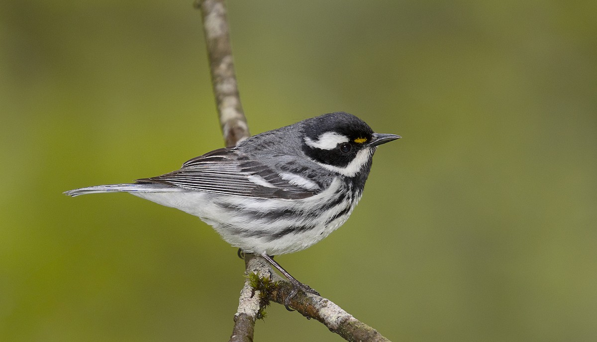 Black-throated Gray Warbler - mark daly