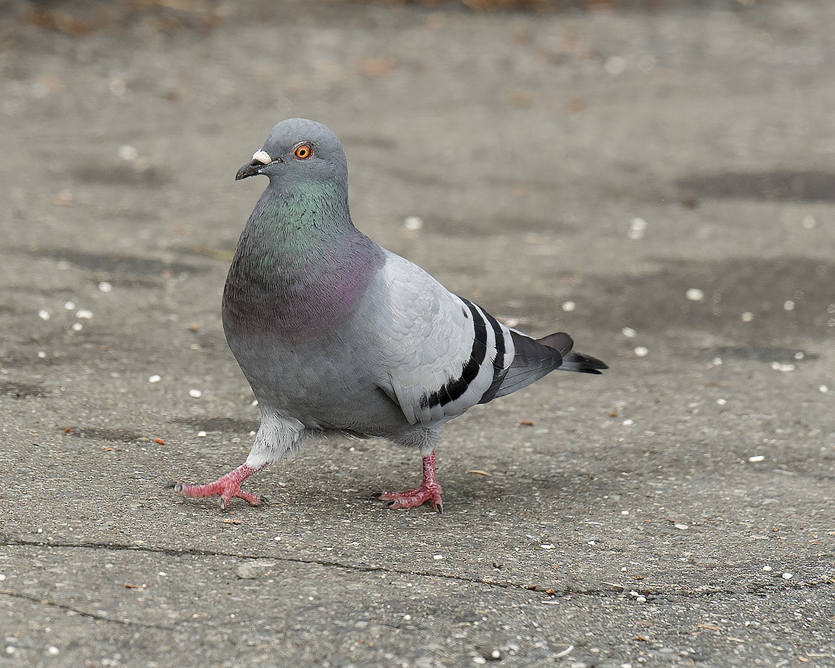 Rock Pigeon (Feral Pigeon) - Ken Langelier