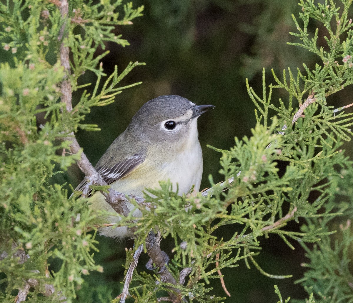 Cassin's Vireo - Kevin Rutherford