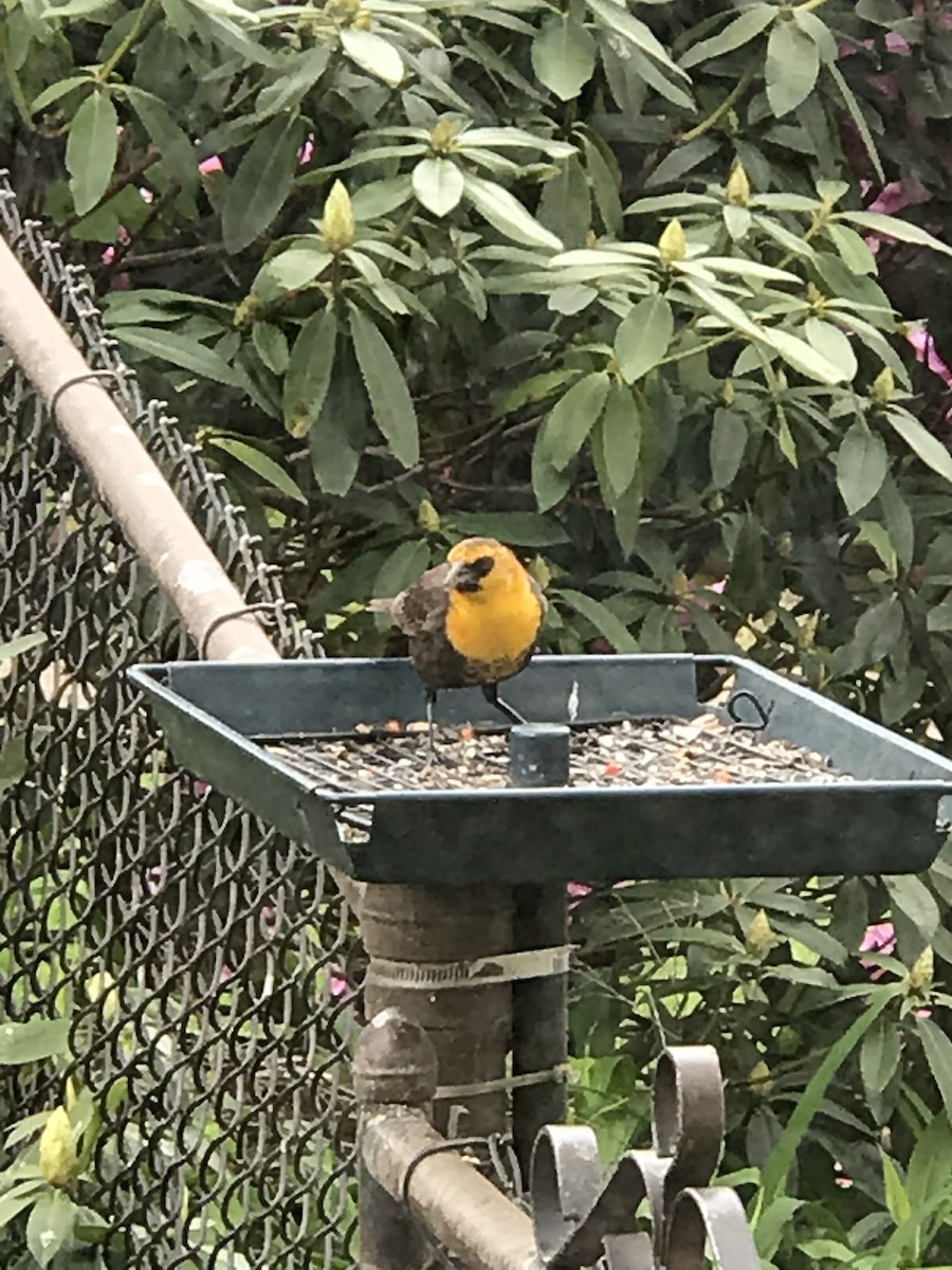 Yellow-headed Blackbird - ML337573091