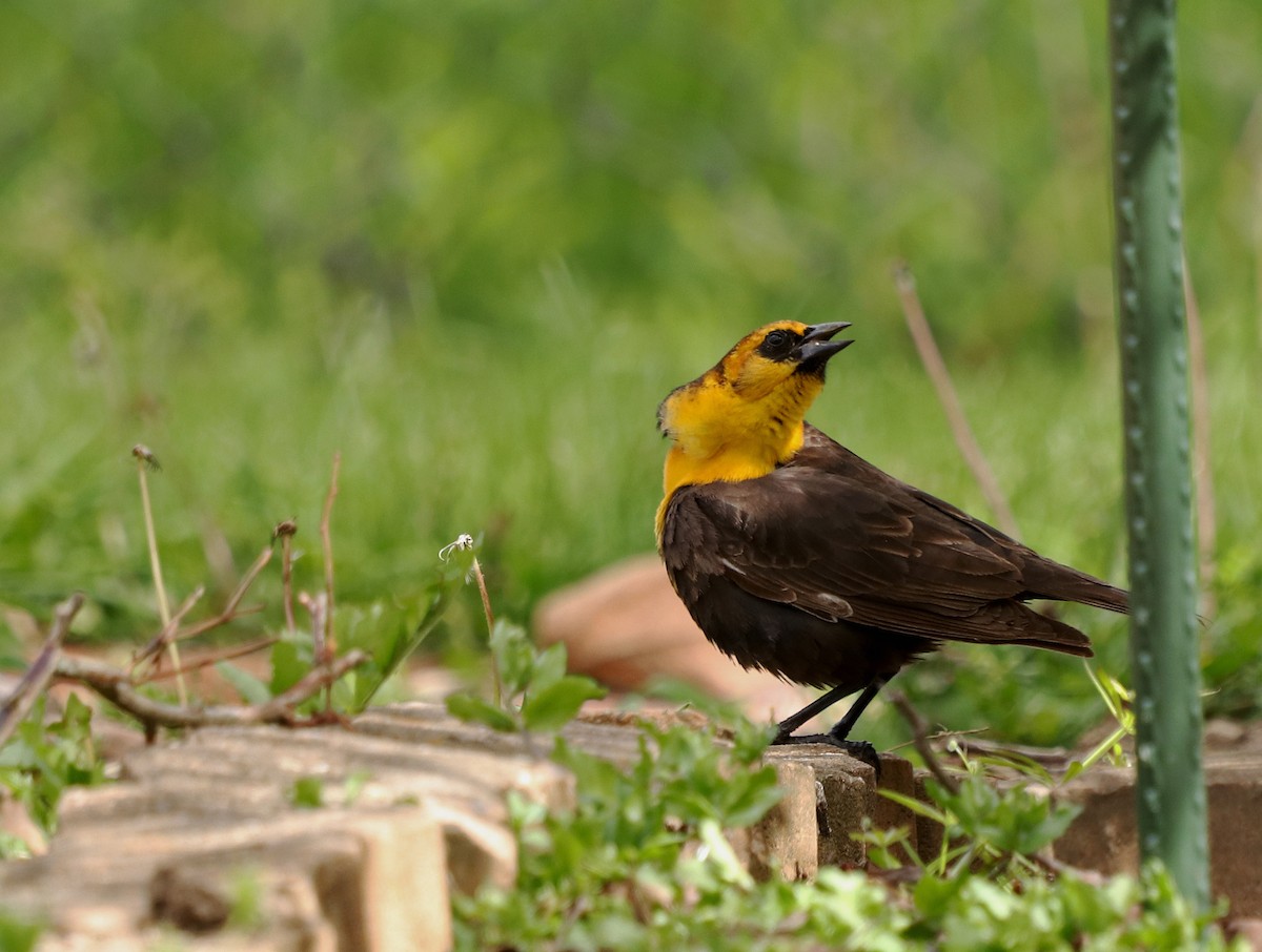Yellow-headed Blackbird - ML337573711