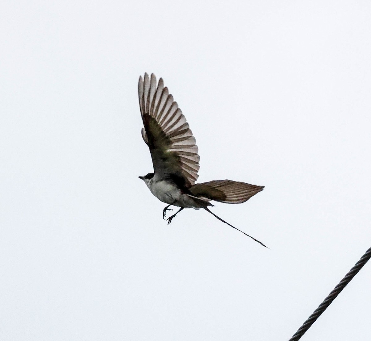 Fork-tailed Flycatcher - ML337577061