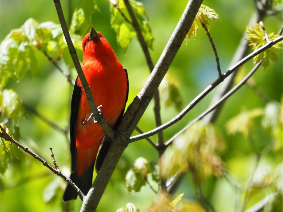 Scarlet Tanager - ML337579821