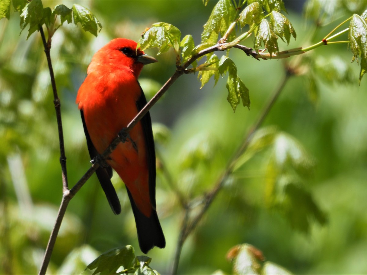 Scarlet Tanager - ML337579851