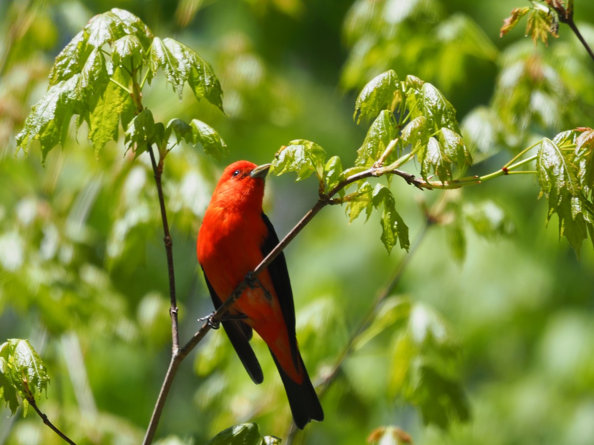 Scarlet Tanager - ML337579891
