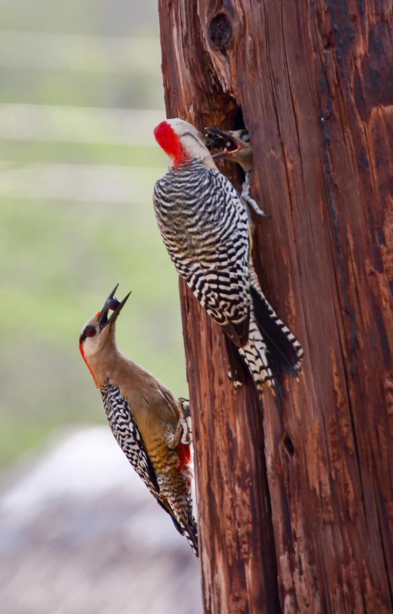 West Indian Woodpecker - Karlos Ross