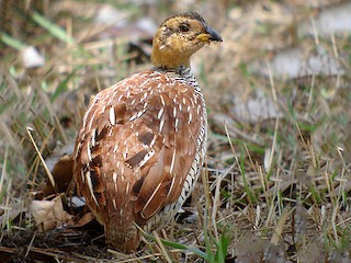  - Schlegel's Francolin