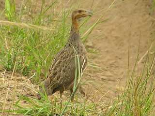  - Finsch's Francolin