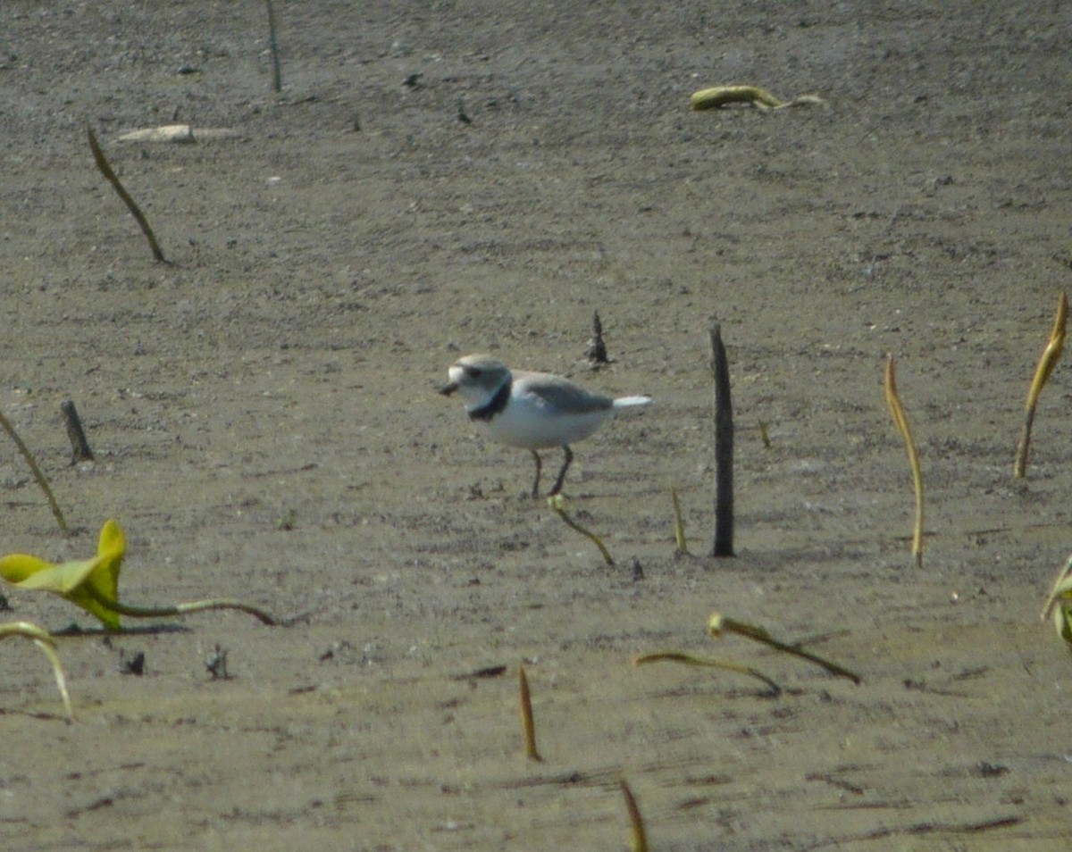 Piping Plover - ML337599511