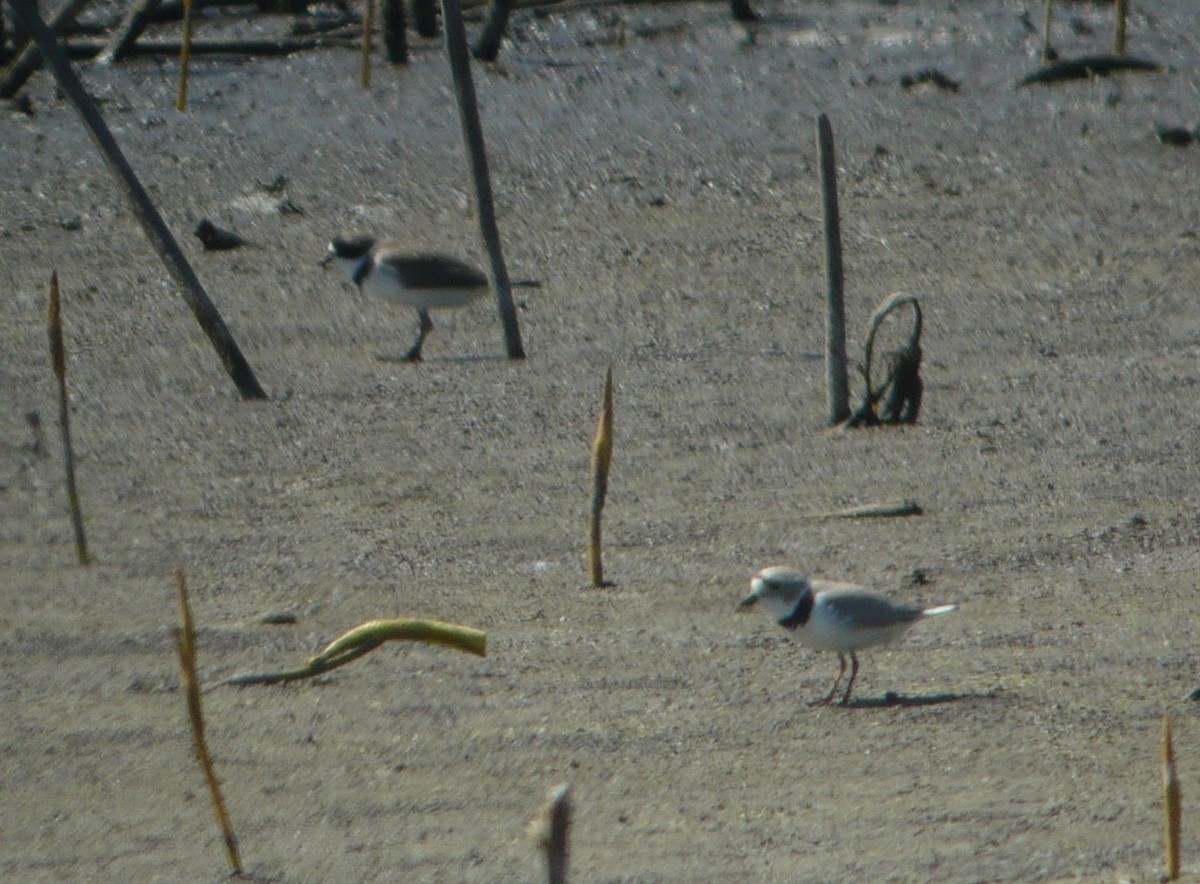Piping Plover - ML337599661