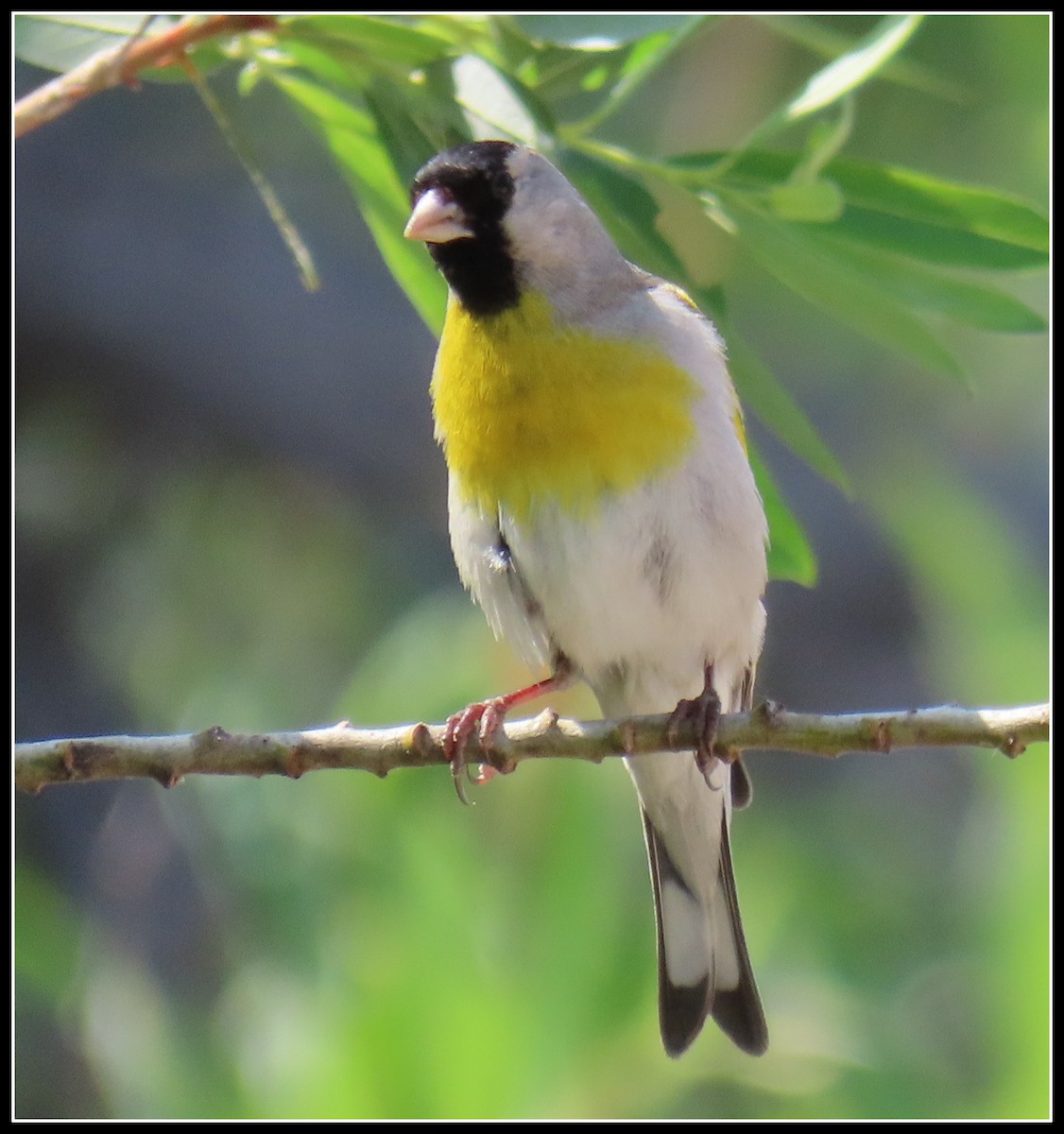 Lawrence's Goldfinch - Peter Gordon