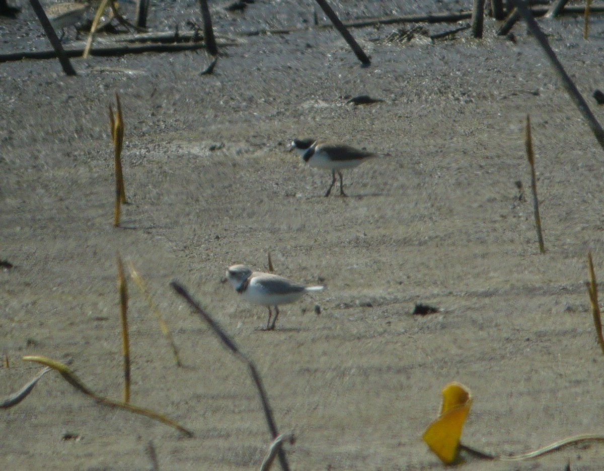 Piping Plover - ML337599791