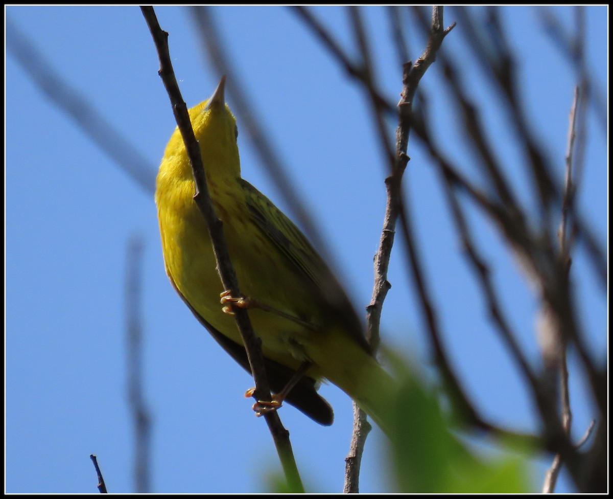 Yellow Warbler - ML337600341