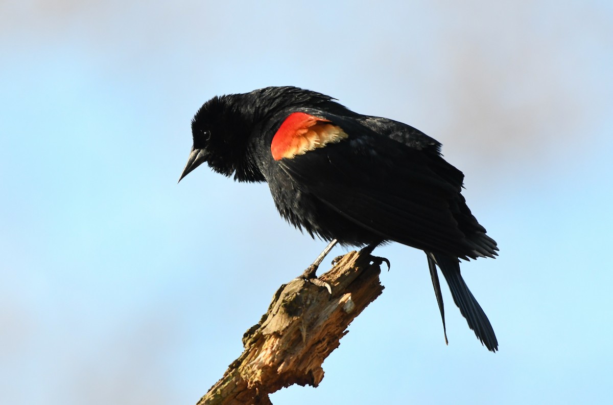 Red-winged Blackbird (Red-winged) - Simon Carter