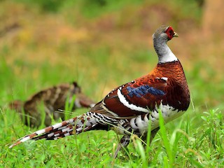  - Elliot's Pheasant
