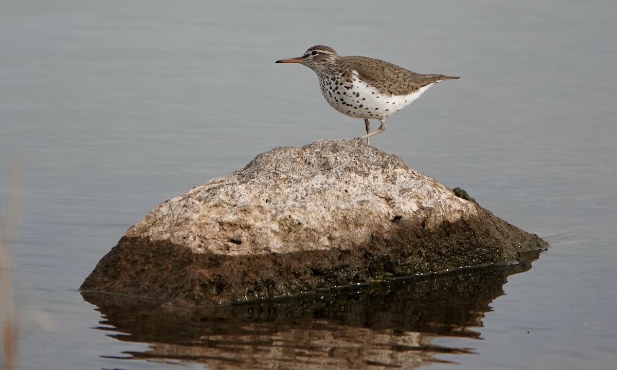 Spotted Sandpiper - Jacob Crissup